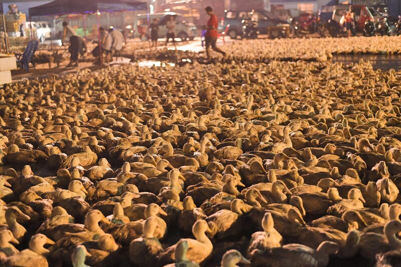 Ducks for sale are seen at an agricultural wholesale market ahead of the Hungry Ghost Festival, in Liuzhou, Guangxi Zhuang Autonomous Region, China. Reuters