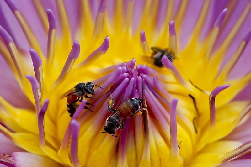 Dwarf honey bees drinking nectar from a lotus flower in Bangkok, Thailand. Diego Azubel / EPA