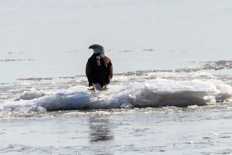 A bald eagle on an ice flow on the Hudson River near Newburgh, New York. Reuters