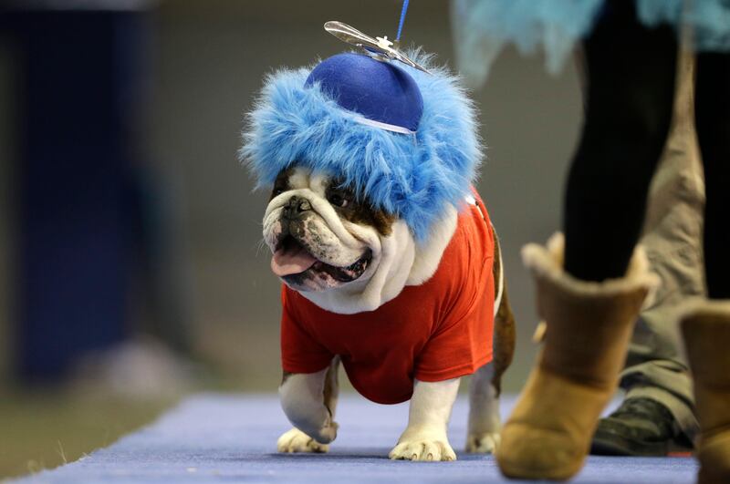 Capone Sabotage, owned by Brad Knudson, of Center Point, Iowa, walks across stage during the 34th annual Drake Relays Beautiful Bulldog Contest, Monday, April 22, 2013, in Des Moines, Iowa. The pageant kicks off the Drake Relays festivities at Drake University where a bulldog is the mascot. (AP Photo/Charlie Neibergall) *** Local Caption ***  Beautiful Bulldog.JPEG-03659.jpg