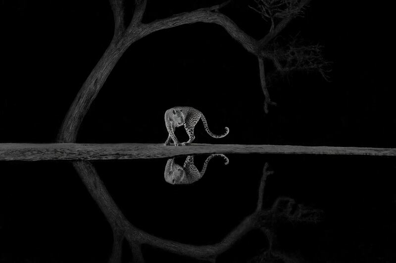 Gold award winner in the Black and White Photo category: A leopard in East Rift Valley, Kenya, taken by Richard Li