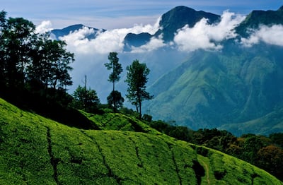 OOTY, TAMIL NADU, INDIA - 2002/02/23: Tea-plantations stretching all over the Nilgiri Hills. (Photo by Frank Bienewald/LightRocket via Getty Images)