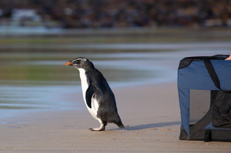 A Fiordland penguin is released back into the ocean on Phillip Island, south of Melbourne.  AFP