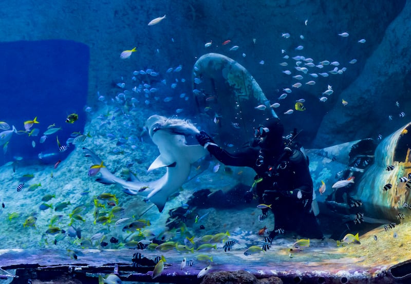 The new attraction will house the largest collection of sharks and rays in the Middle East