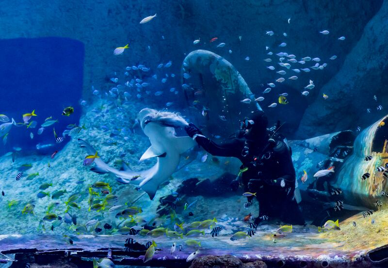 The new attraction will house the largest collection of sharks and rays in the Middle East