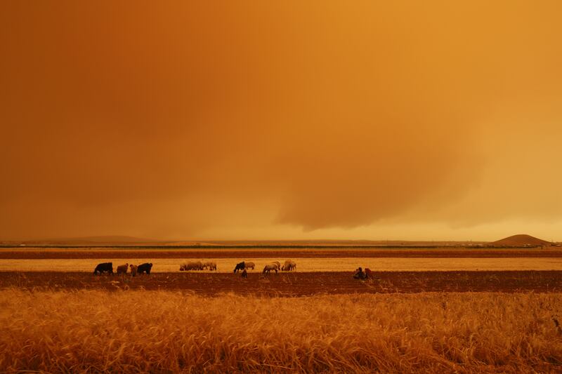 A shepherd guides his flock through the storm.