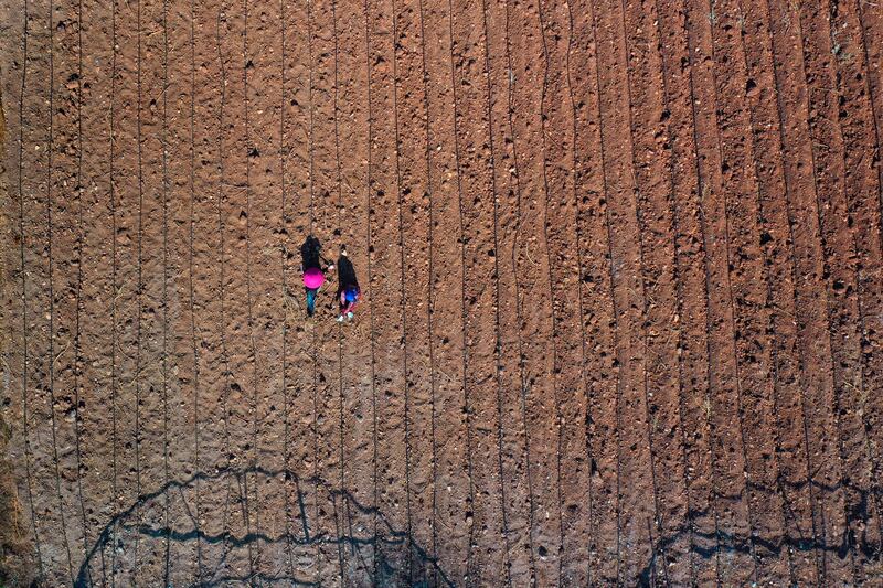 Farmers plant potatoes in parched soil in the village of Harf Beit Hasna, in north Lebanon. AP