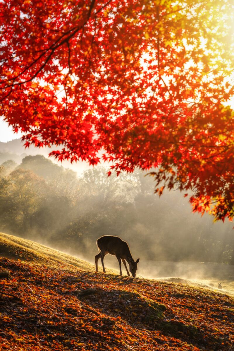 Kyujin Jeong, South Korea, second place, National Awards, Sony World Photography Awards 2023