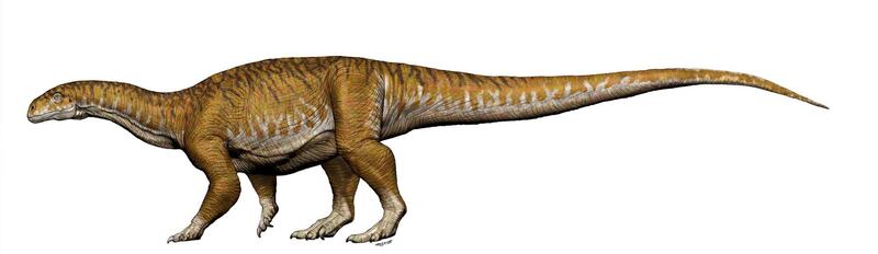 Reconstruction of Ingentia prima from the Late Triassic (205- 210Ma) with a total length 8-10 meters is shown in this handout image of an artist's rendering provided July 9, 2018.        Jorge A. Gonzalez/Handout via REUTERS    ATTENTION EDITORS - THIS IMAGE WAS PROVIDED BY A THIRD PARTY   NO RESALES, NO ARCHIVE