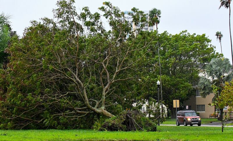 Hundreds of trees in the path of Hurricane Ian were uprooted in St  Petersburg. AFP