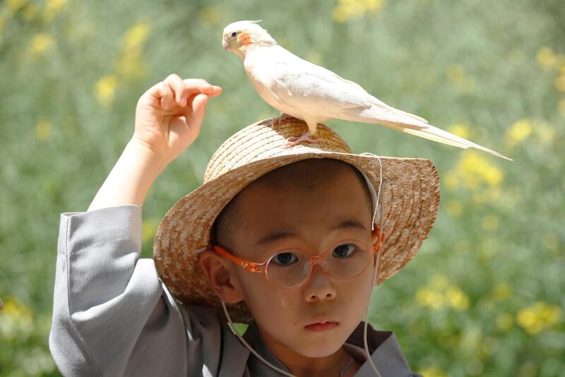 A South Korean novice monk looks on as a parrot sits on his head during a visit to Everland, South Korea's largest amusement park, in Yongin, Gyeonggi province, South Korea. The children are experiencing the monastic life in the three weeks leading up to Buddha's upcoming birthday on 12 May.  EPA