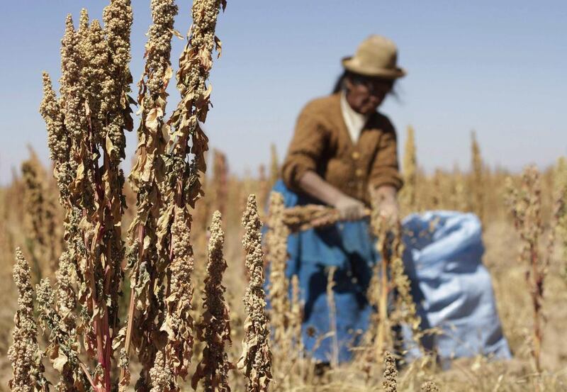 A woman harvests quinoa plants in Tarmaya, Bolivia. The plant has exploded in popularity in many countries thanks to its nutritional value. David Mercado / Reuters