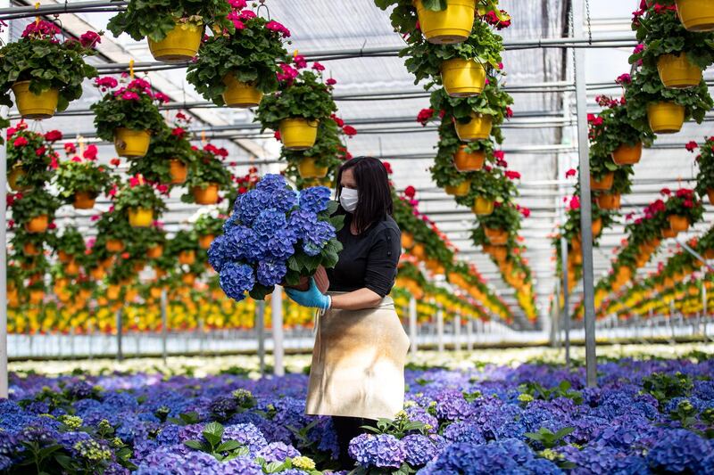 A woman wearing a protective mask holds a hydrangea at a greenhouse of the Saracino garden centre in Aprilia, Italy.  EPA