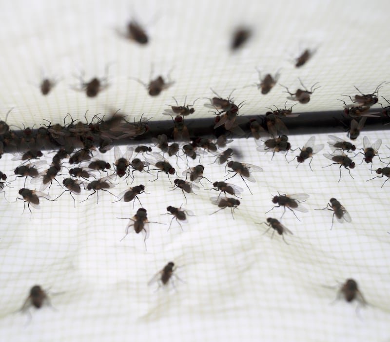 Research carried out in Abu Dhabi indicates some houseflies have developed resistance to insecticides. Getty Images