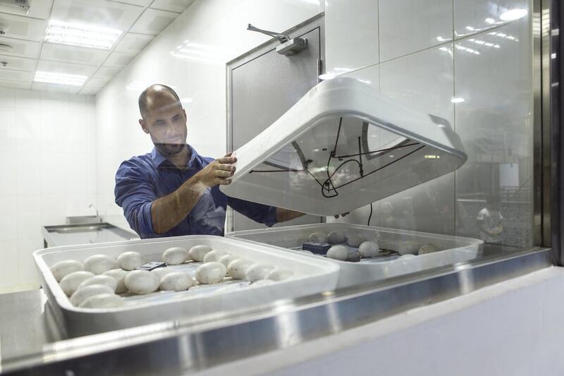 Paul Hamilton, head curator at the Dubai Aquarium and Underwater Zoo, checks on the eggs. Reem Mohammed / The National