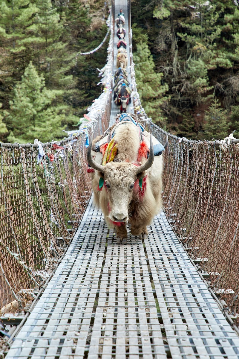 Yaks in the foothills of Mount Kanchenjunga