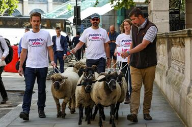 Sheep are guided through the the streets of central London during a demonstration to highlight troubles of the farming industry following Brexit. AP 