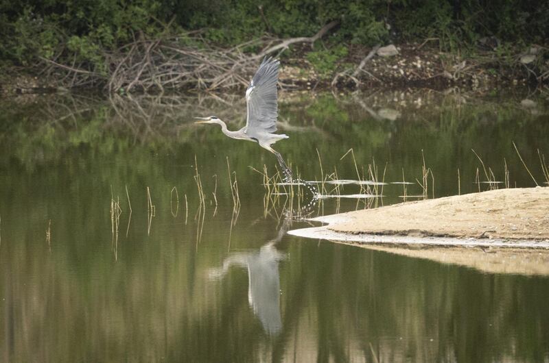 A heron forages in the nature reserve on September 10, 2018. Getty Images