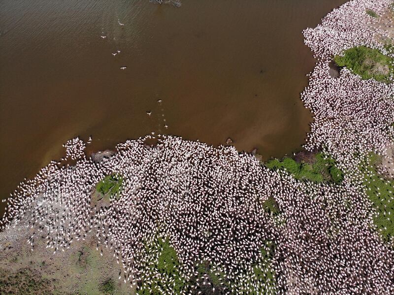 A Flamboyance of Flamingos crowd together on Lake Bogoria, Kenya. Reuters