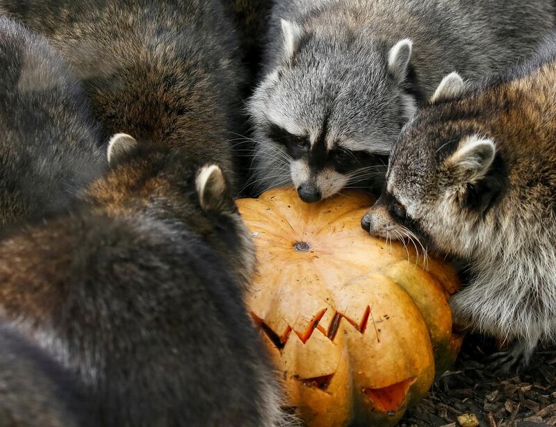 Raccoons eat a pumpkin during Halloween celebrations at the zoo in Kiev, Ukraine. Reuters