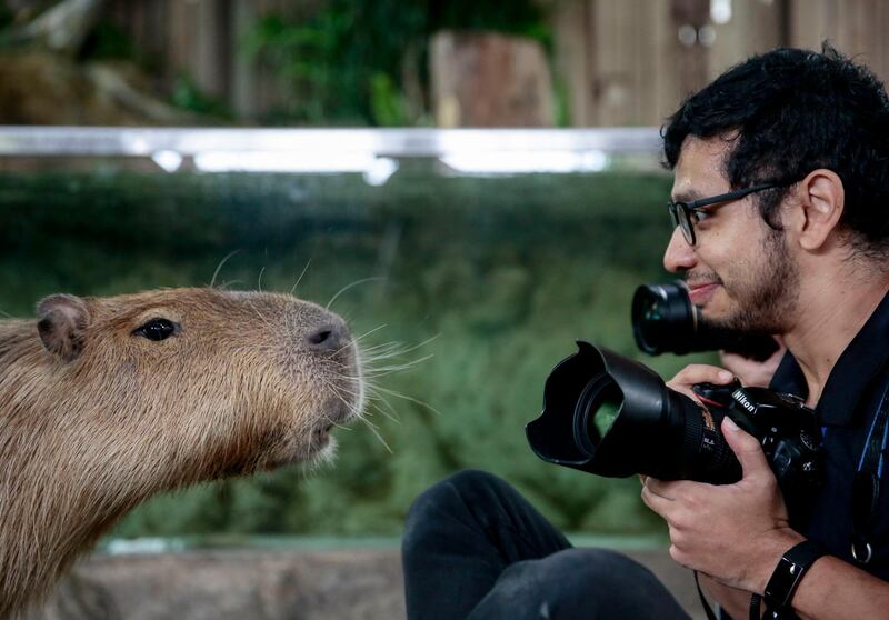 A capybara interacts with a photographer at the Singapore Zoo in Singapore. EPA