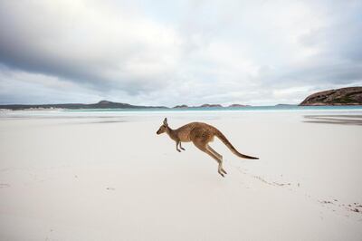 A kangaroo in Lucky Bay. Getty