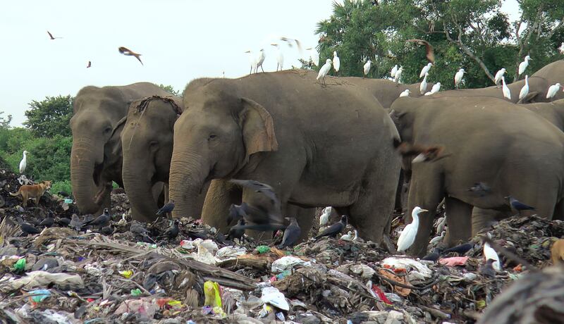 Around 20 elephants have died over the last eight years after consuming plastic trash in the dump. AP