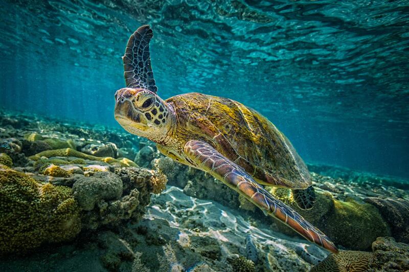 A green turtle swims through the pristine waters of the Great Barrier Reef in Queensland, Australia. Courtesy Four Seasons