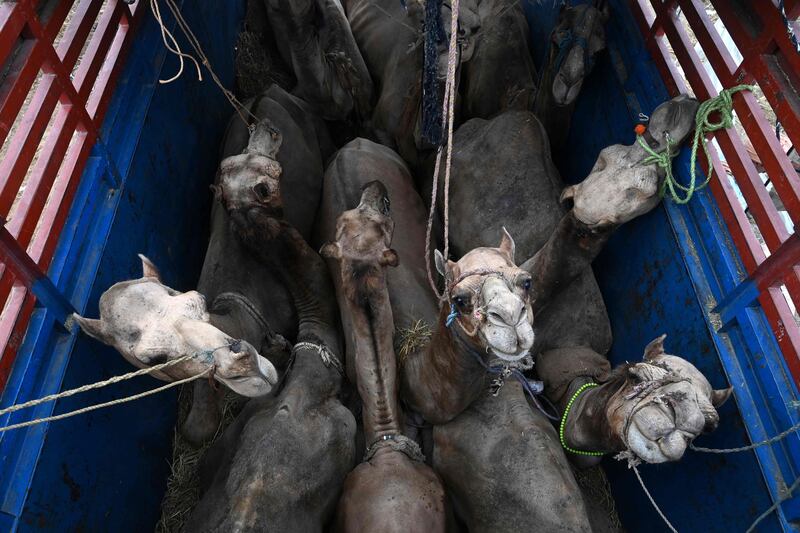 Camels are transported in a lorry at a livestock market in Lahore. AFP