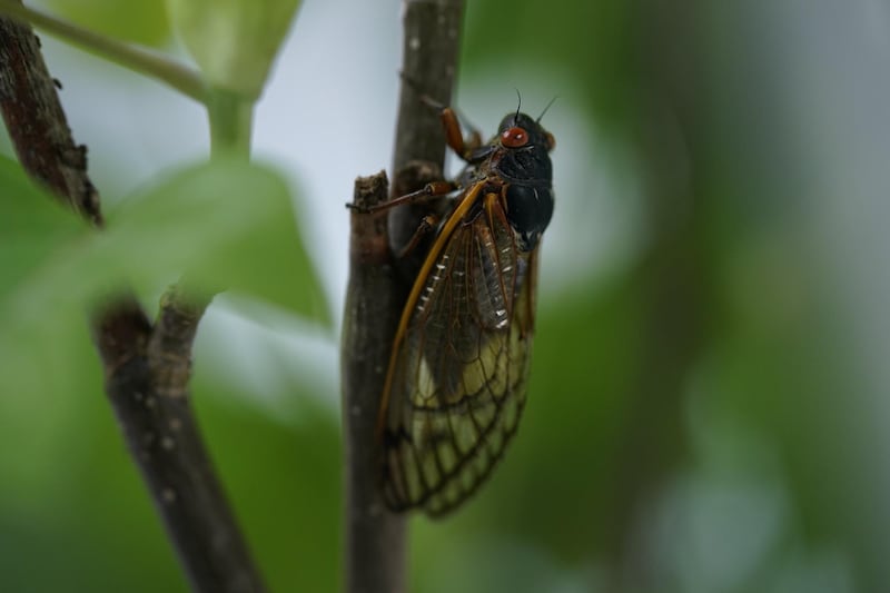 An adult cicada. AP Photo