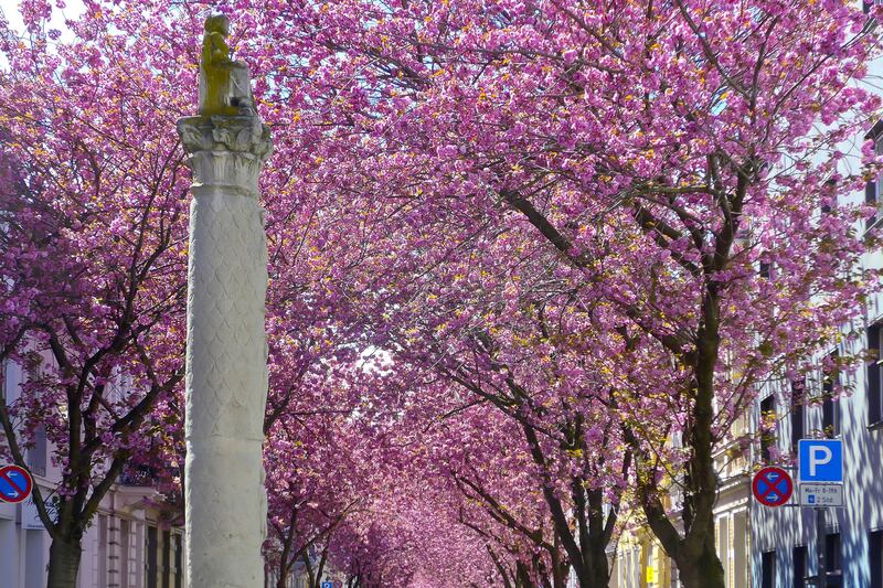 In the spring months, the western city is famous for its cherry blossom. Michael Sondermann/Bundesstadt Bonn