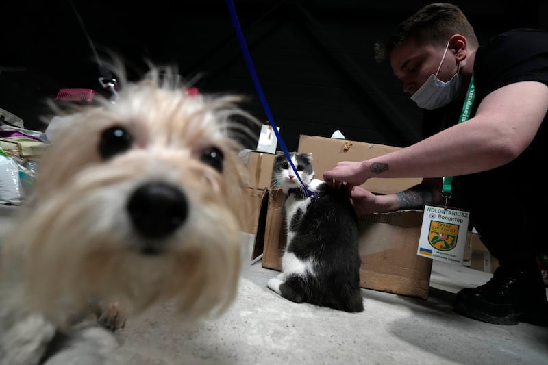 In Nadarzyn, Poland, a vet examines the cat of a Ukrainian refugee. Vets working for a centre that receives refugees examine, vaccinate and issue health certificates for pets that the people fleeing Ukraine bring with them. AP