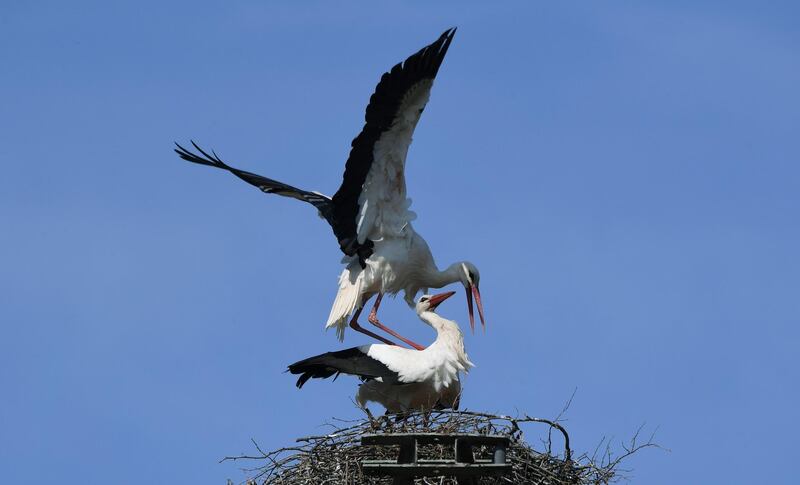 Two storks are seen in their nest at an old pylon in the small village of Radensdorf near Luebben, Germany, during warm spring weather. AFP