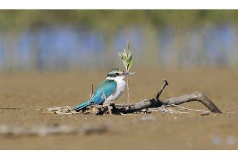 The rare collared kingfisher of the Kalba mangrove swamps is in danger of extinction because of coastal development. Courtesy Ahmed Al Ali