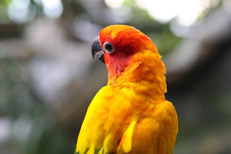 Dubai, United Arab Emirates - July 03, 2019: Sun Conure. The Green Planet for Weekender. Wednesday the 3rd of July 2019. City Walk, Dubai. Chris Whiteoak / The National