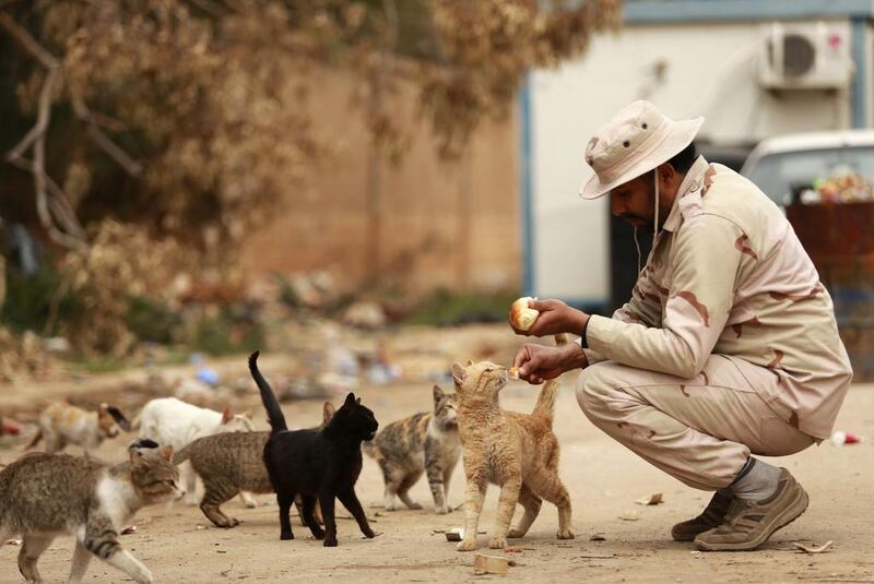 A member of the Libyan pro-government forces feeds cats, in Benghazi, Libya.  Esam Omran Al-Fetori / Reuters