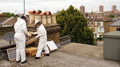 TO GO WITH STORY BY ROBERT LESLIE
Novice beekeepers Jack (L) and Bella Heathcoat-Amory tend to their hive on the roof of their home in west London on September 6, 2009. In tiny urban gardens, Britons are doing their bit to counter the mysterious worldwide decline of bees -- they are starting to keep their own. The ancient art of beekeeping is enjoying a renaissance in Britain, fuelled by concerns about the provenance of food and the desire to do something for the environment. AFP PHOTO/Leon Neal (Photo by LEON NEAL / AFP)