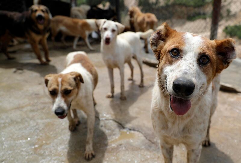 Rescued dogs at the Woof N' Wags shelter on the outskirts of the village of Kfar Chellal, south of the Lebanese capital Beirut. AFP