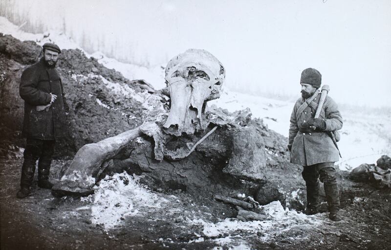 The Berezovka mammoth during excavation in 1901. Photo: Museum of Zoology in St Petersburg