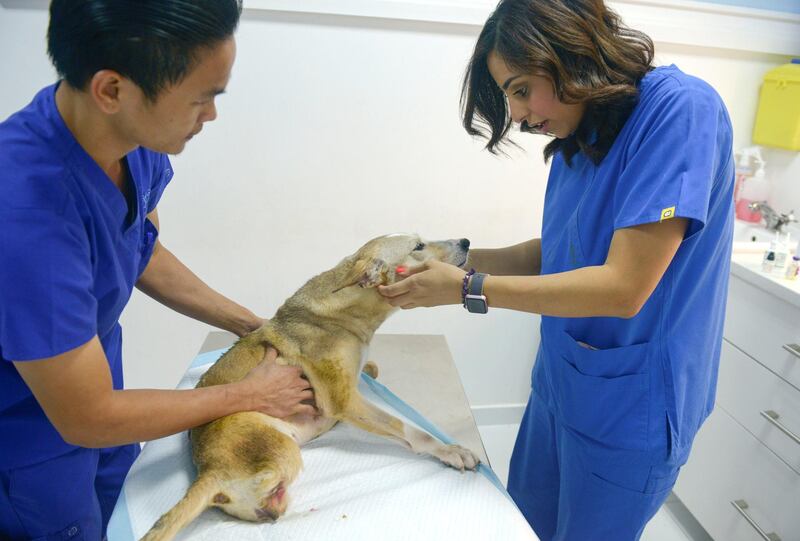 Abu Dhabi, United Arab Emirates - Afra Al Dhaheri, head of Cloud 9 Pet Hotel and Care with two legged dog, April on May 14, 2018. (Khushnum Bhandari/ The National)
