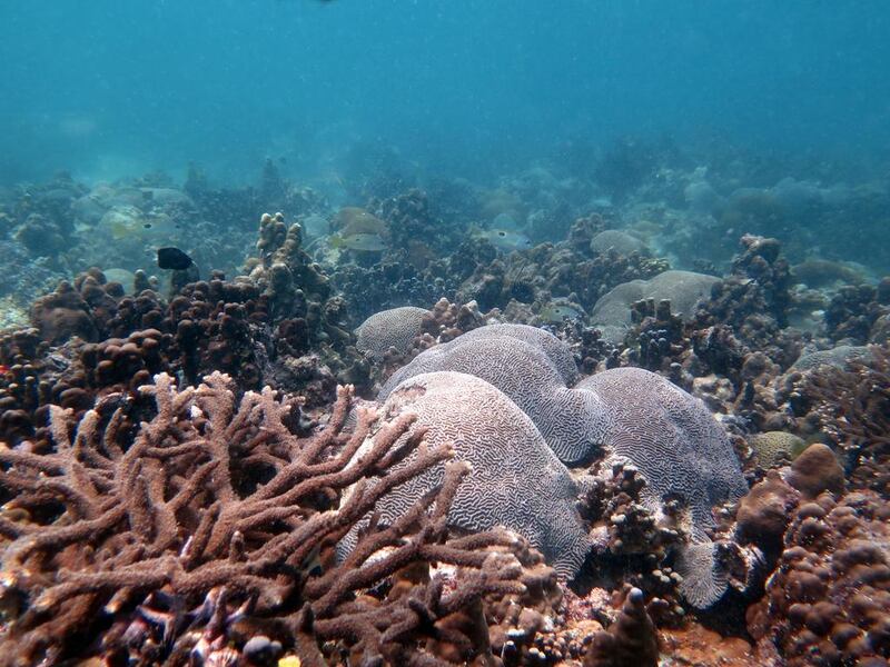 Dr Haifa Ben Romdhane has found a large coral reef, such as this one off Saadiyat Island, in pristine condition off Dalma Island. Courtesy Dr Emily Howells 