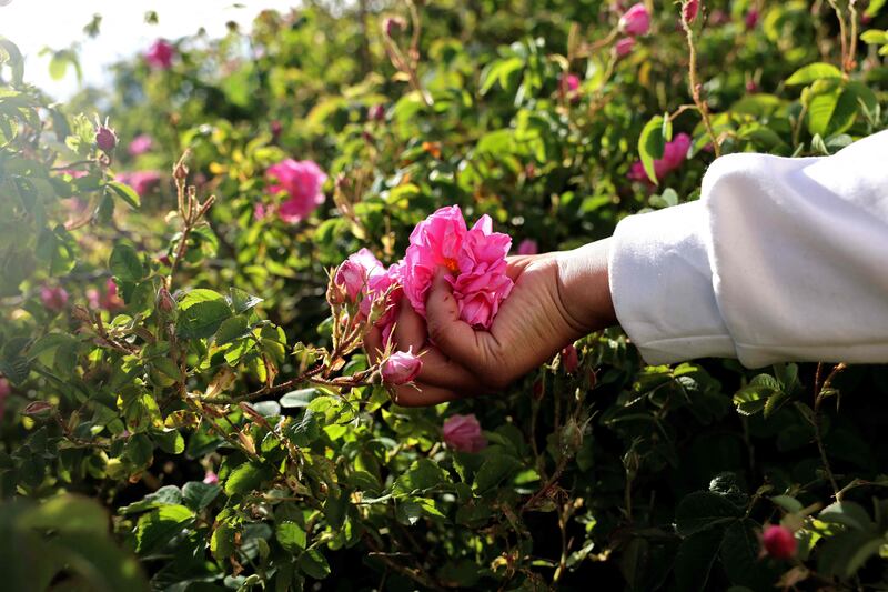 Hassan Al Dirani, 25, has been picking the flowers alongside his mother, Leila, because they could not afford to employ extra workers amid low production