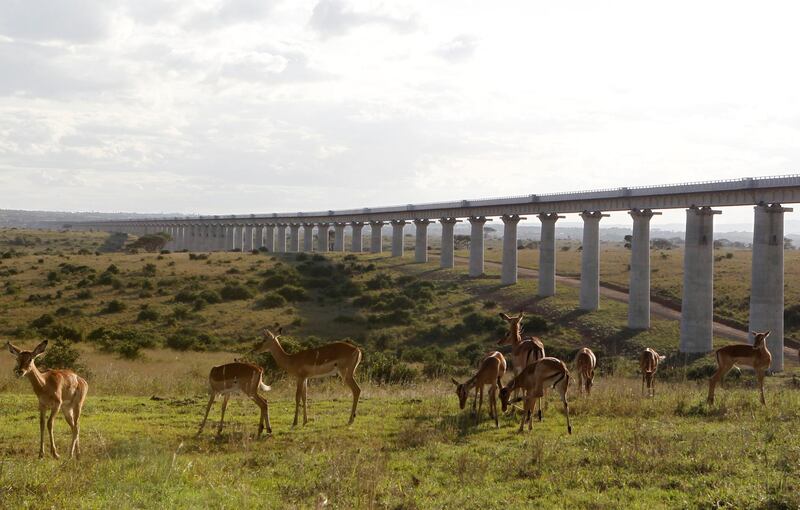 A group of impala graze near the elevated railway line inside the Nairobi national park in Nairobi, Kenya. Reuters