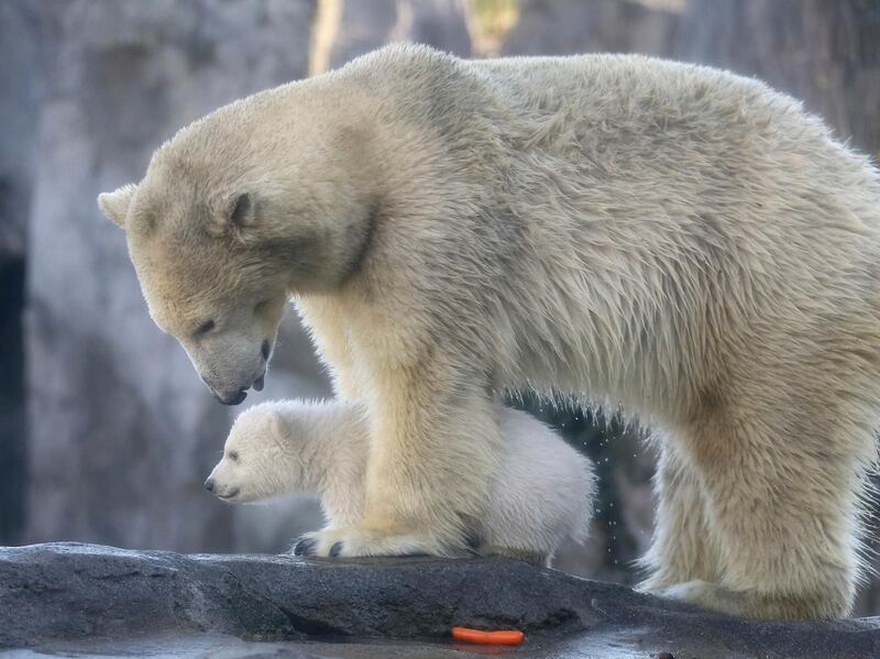 A polar bear cub walks with its mother Nora during its first public appearance at the Schoenbrunn zoo in Vienna. AFP