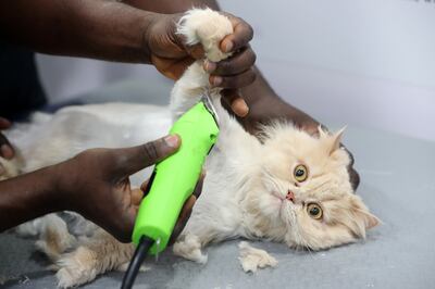 After clipping Luna's nails, Femi Moses Olajide begins shaving Luna as part of the grooming. Pawan Singh / The National