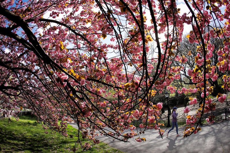 A woman jogs a path past blooming cherry trees on Earth Day in Manhattan's Riverside Park in New York City, New York, U.S. REUTERS