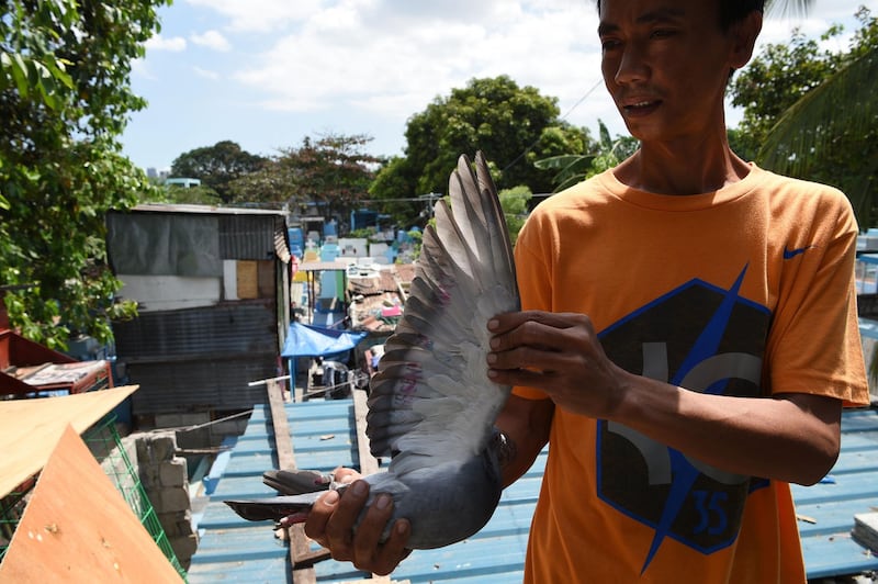 A pigeon hobbyist shows off one of his birds at his home inside a cemetery in Manila.