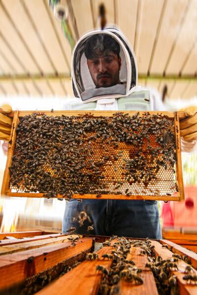 Fahdel Bin Radhi at Bahrain Line Apiary