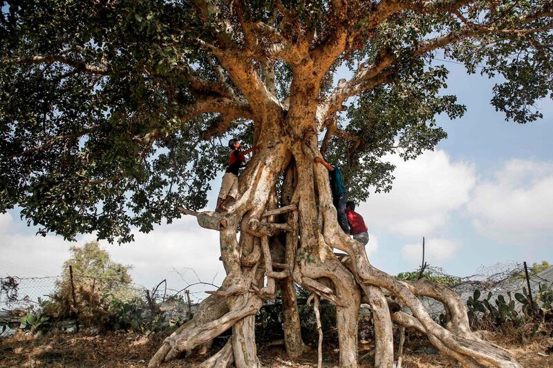 Palestinian boys collect fruit from a sycamore tree in Gaza City.  AFP