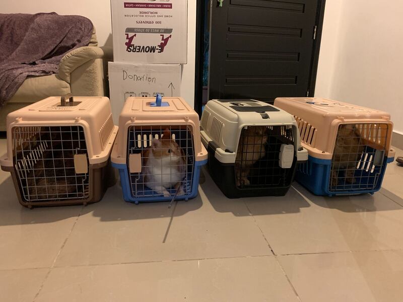 Evelyn Lau's four cats during a house move in 2020. Photo: Evelyn Lau
